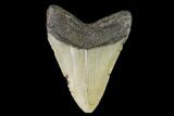 Fossil Megalodon Tooth - North Carolina #109712-2